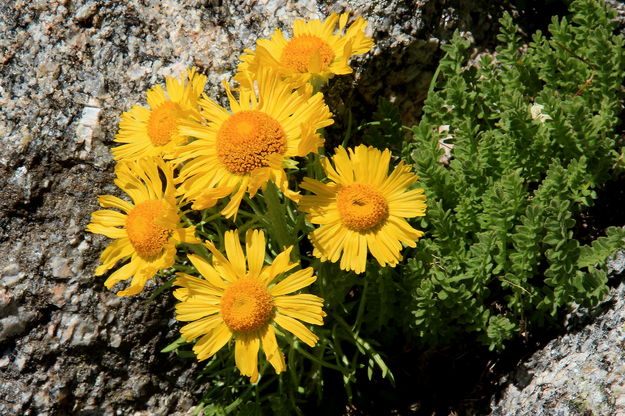 Alpine Sunflowers. Photo by Fred Pflughoft.