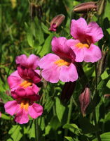 Pink Monkeyflowers. Photo by Fred Pflughoft.