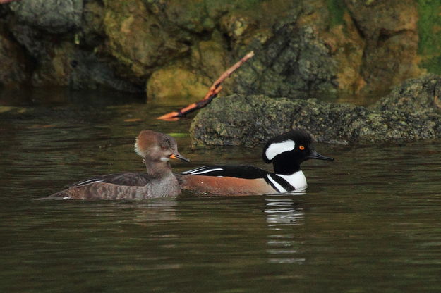 Hooded Merganser Pair in West Sound - Orcas Island, Washington. Photo by Fred Pflughoft.