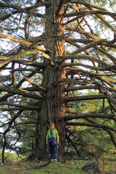 A Massive Conifer - Orcas Island. Photo by Fred Pflughoft.