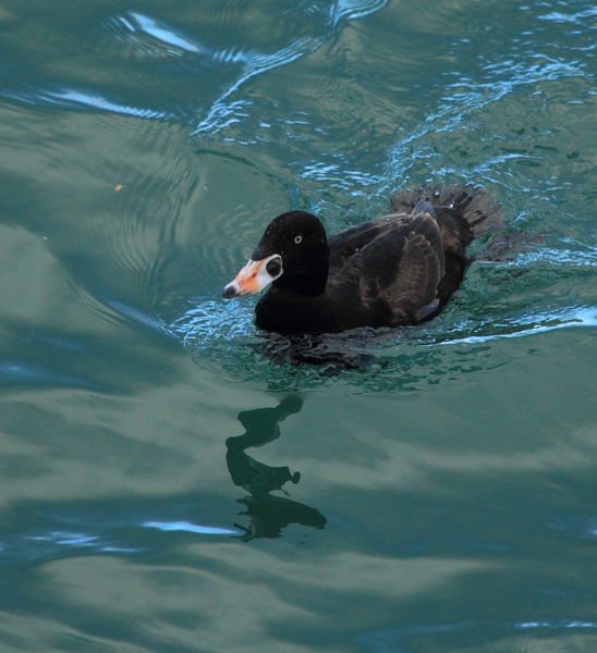 Identify that Scoter!. Photo by Fred Pflughoft.