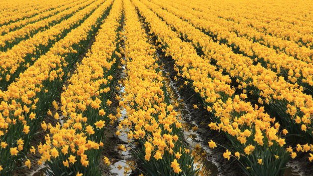 Rows and Rows of Daffodils - Skagit Valley. Photo by Fred Pflughoft.