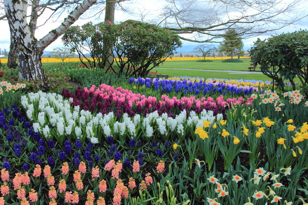 Roosengarde Tulip Farm Gardens - Skagit Valley. Photo by Fred Pflughoft.