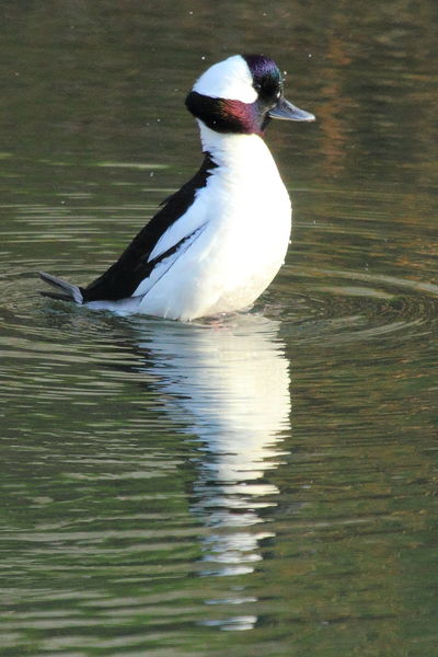 Displaying Bufflehead Drake. Photo by Fred Pflughoft.