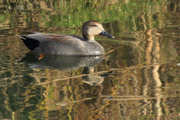 Gadwall Drake Resting. Photo by Fred Pflughoft.