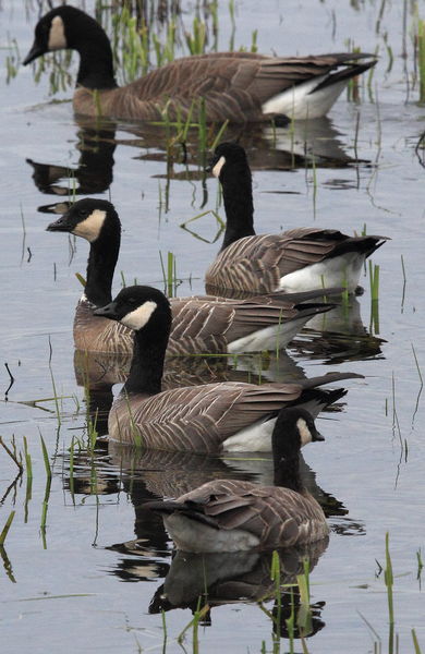 Cackling Geese - Note the Small Bodies, Heads and Short Bills.. Photo by Fred Pflughoft.