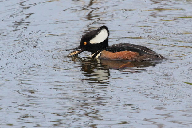 Hooded Merganser Drake Eating Small Fish - Nisqually Nat'l. Wildlife Refuge. Photo by Fred Pflughoft.