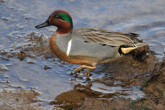 Green-Winged Teal Drake - Nisqually Nat'l. Wildlife Refuge. Photo by Fred Pflughoft.