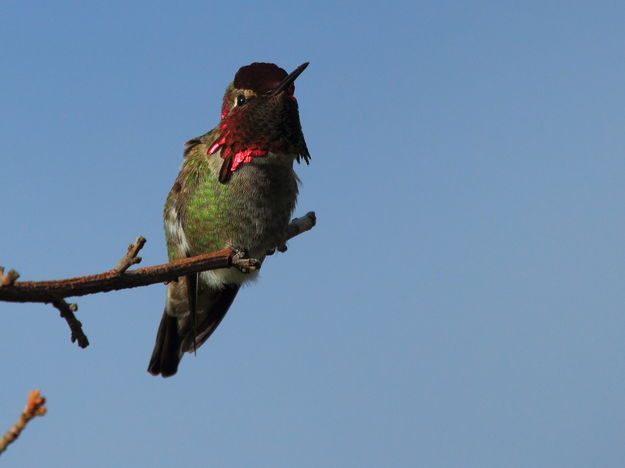 Male Anna's Hummingbird - Delta Ponds - Eugene, Oregon. Photo by Fred Pflughoft.