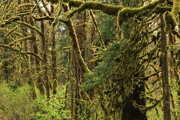 Mossy Growth Along the McKenzie River Hwy.. Photo by Fred Pflughoft.