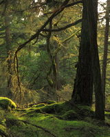 Verdant Growth on Turtleback Mtn. - Orcas Island. Photo by Fred Pflughoft.