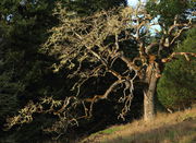 Endangered Garry Oak - Orcas Island. Photo by Fred Pflughoft.