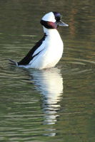 Displaying Bufflehead Drake. Photo by Fred Pflughoft.