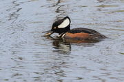 Hooded Merganser Drake Eating Small Fish - Nisqually Nat'l. Wildlife Refuge. Photo by Fred Pflughoft.