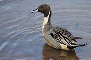 Pintail Drake - Nisqually Nat'l. Wildlife Refuge. Photo by Fred Pflughoft.