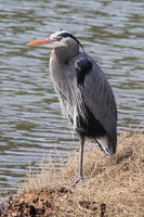 Great Blue Heron in Repose - Nisqually Nat'l. Wildlife Refuge. Photo by Fred Pflughoft.