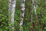 Red Alder Forest - Oregon Coast. Photo by Fred Pflughoft.