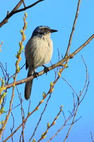 Scrub Jay - Delta Ponds - Eugene, Oregon. Photo by Fred Pflughoft.