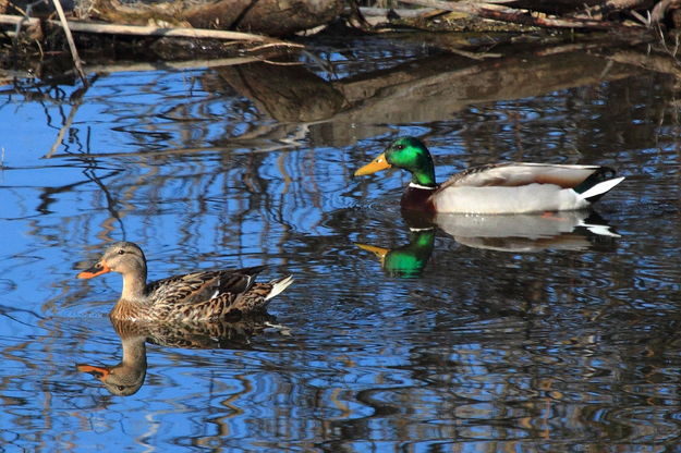 Mr. & Mrs. Mallard. Photo by Fred Pflughoft.