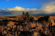 Golden Grassy Glow. Photo by Fred Pflughoft.