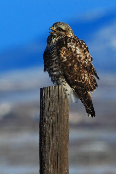 Rough-Legged Hawk. Photo by Fred Pflughoft.