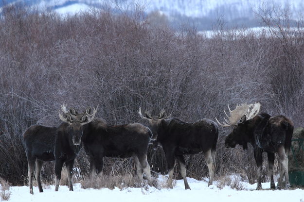 A Whole Lotta of Bull(s). Photo by Fred Pflughoft.