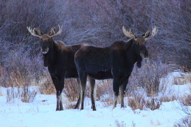 Bookends. Photo by Fred Pflughoft.