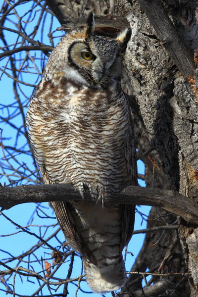 Great Horned Owl Up Close. Photo by Fred Pflughoft.