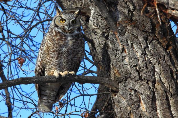 Great Horned Owl Posing. Photo by Fred Pflughoft.