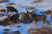 A Family Affair. Photo by Fred Pflughoft.