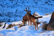 Surveying His Domain. Photo by Fred Pflughoft.