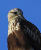 Rough-Legged Hawk Close-Up. Photo by Fred Pflughoft.