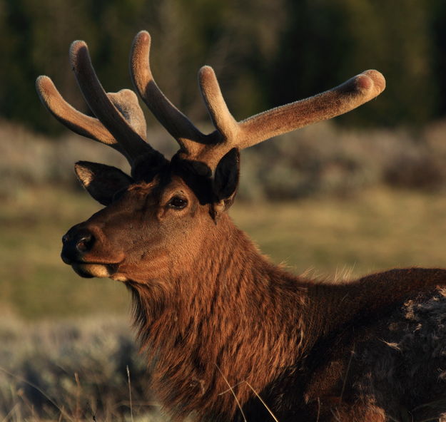 Bulk Elk Basking in Last Light. Photo by Fred Pflughoft.