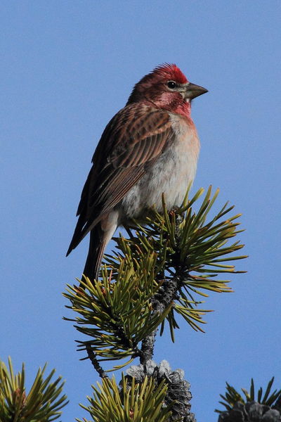 Cassin's Finch. Photo by Fred Pflughoft.