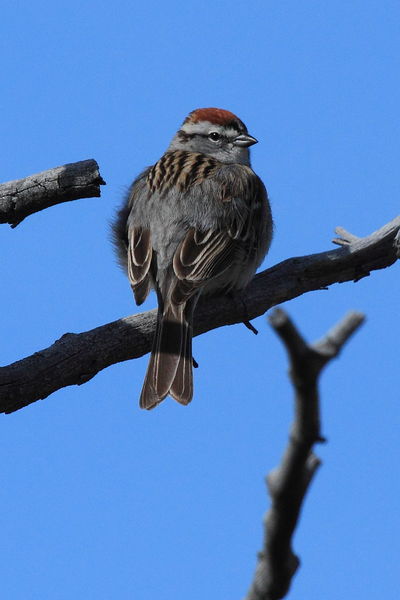Chipping Sparrow. Photo by Fred Pflughoft.