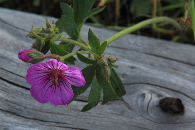 Sticky Geranium. Photo by Fred Pflughoft.