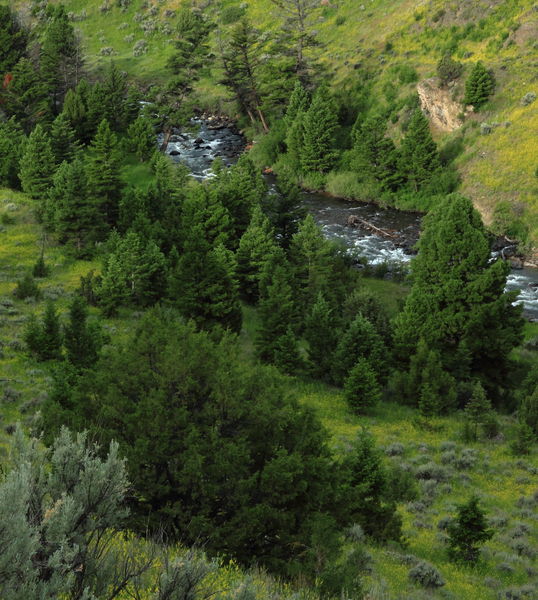 Garner River near Mammoth Hot Springs. Photo by Fred Pflughoft.