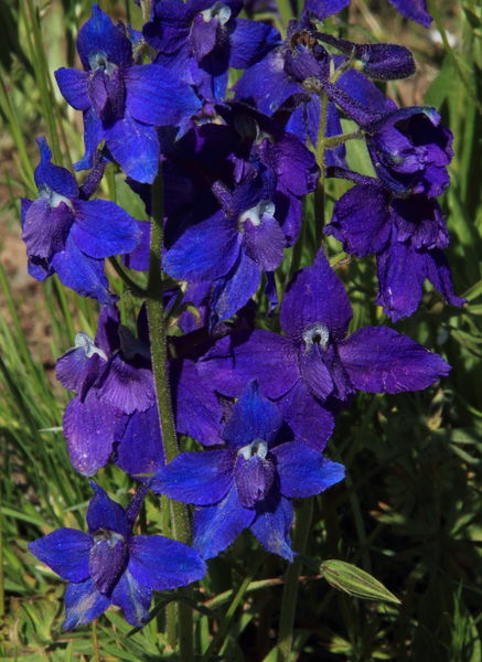 Larkspur. Photo by Fred Pflughoft.