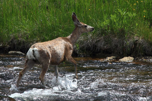 Mule Deer Crossing the Gibbon River. Photo by Fred Pflughoft.