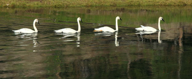 All in a Row on the Yellowstone River. Photo by Fred Pflughoft.