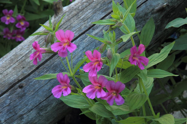 Lewis's Monkeyflowers on Mount Washburn. Photo by Fred Pflughoft.