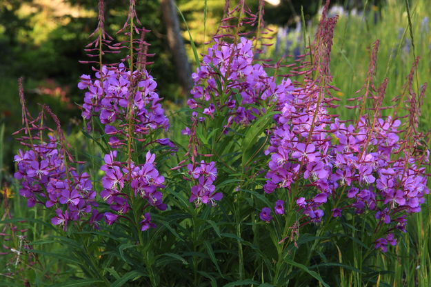 Fireweed on Mount Washburn. Photo by Fred Pflughoft.