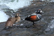 Harlequin Ducks at LeHardy Rapids. Photo by Fred Pflughoft.