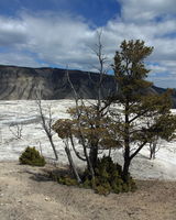 Mammoth Terrace. Photo by Fred Pflughoft.