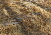 Scalloped Waters near Canary Spring. Photo by Fred Pflughoft.