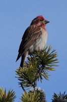 Cassin's Finch. Photo by Fred Pflughoft.