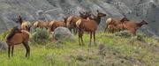 The Herd near Mammoth Hot Springs. Photo by Fred Pflughoft.