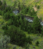 Garner River near Mammoth Hot Springs. Photo by Fred Pflughoft.