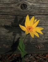 Arnica's Shadow . Photo by Fred Pflughoft.