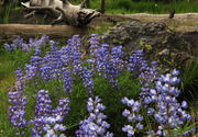 Lupine near Lewis Falls. Photo by Fred Pflughoft.